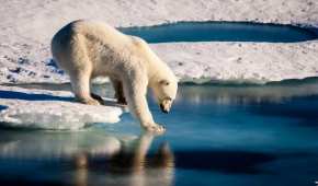 El calentamiento global pone en peligro a algunas especies