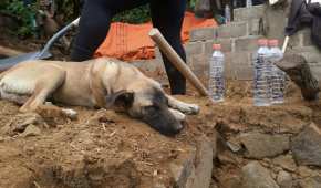 Esta mascota perdió a su dueño tras el temblor del 19 de septiembre en Puebla
