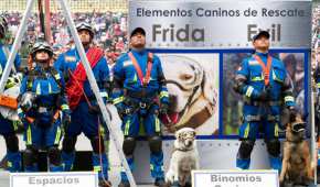 Frida y otros perritos que forman parte del equipo de "Búsqueda y Rescate" de la SEMAR participaron en el desfile