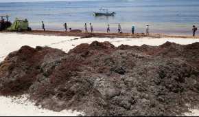 Las playas mexicanas se han infestado de sargazo, un alga de color café que produce mal olor