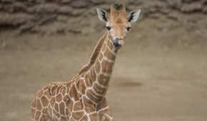 La pequeña jirafa será nombrada 'Jira-fifí-ta'