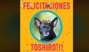 El perrito originario de Chihuahua ganó un concurso estadounidense