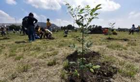 Una campaña de reforestación en México para salvar la vegetación