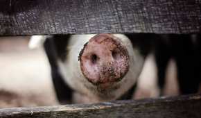 Los cerdos son considerados como anfitriones del patógeno