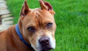 Perros de raza Pitbull son sometidos a corte de orejas y cola con fines estéticos