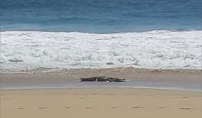 El lagarto fue visto en la playa Pie de la Cuesta; autoridades se mantienen alerta para capturarlo
