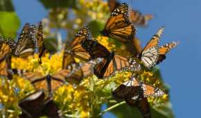 La mariposa monarca recorre más de 4 mil kilómetros para llegar desde Canadá a México.
