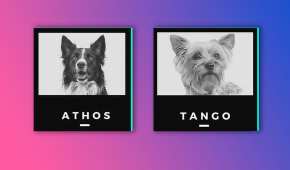Los perritos formaban parte del equipo de rescatistas de Querétaro