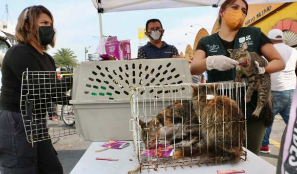 Locatarios Impiden Rescate De Animales Del Mercado Sonora