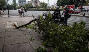 Los fuertes vientos derribaron árboles y postes en la capital del país