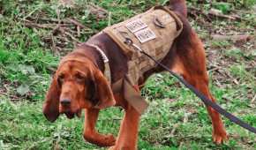 El perrito que colaboró con la Marina para capturar a uno de los capos más buscados por la DEA