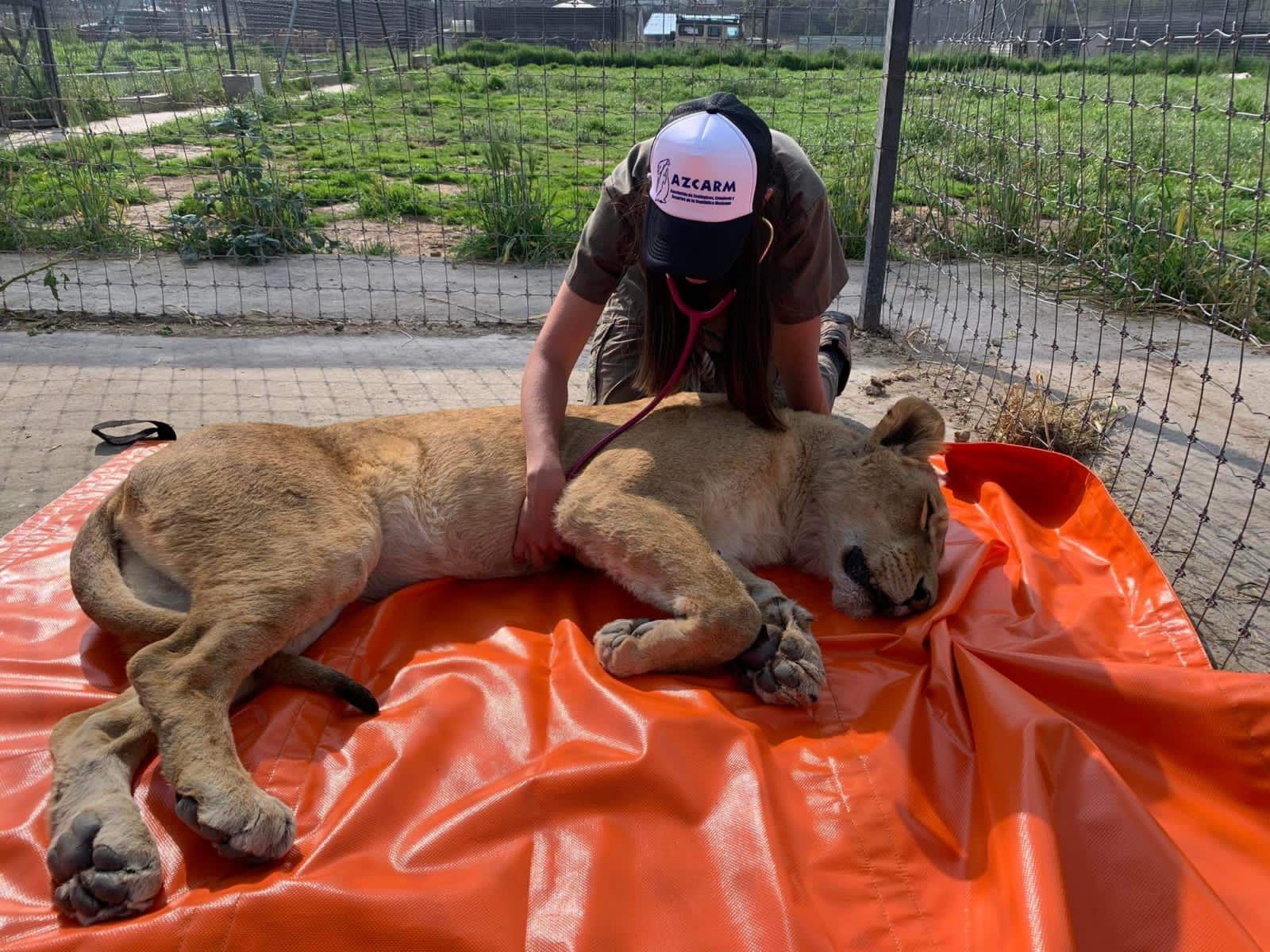 Trasladan a 3 leones y un tigre de Black Jaguar al Morelia