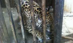 El menor se reporta estable tras el ataque del jaguar