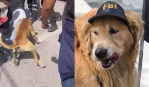 En el video se observa al can morder en varias ocasiones al supuesto ladrón