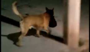 Un perrito en Zacatecas traía en su hocico una cabeza humana dejada en un cajero automático