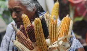 La Cofepris analizaría si el maíz amarillo es dañino para la salud, según informó AMLO