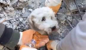El perro fue trasladado para recibir atención luego de ser rescatado entre los escombros