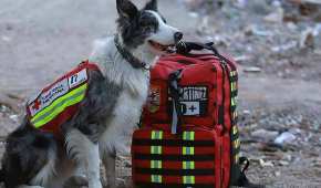 Balam es hijo de Athos, el perro rescatista de la Cruz Roja que murió envenenado en Querétaro