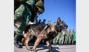 Este domingo falleció en Turquía Proteo, un perro rescatista del Ejército