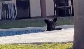Tras tomar un baño, el oso salió como si nada hacia el cerro, en la zona de Sierra Alta