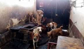 En cateos, autoridades estatales han encontrado perritos desnutridos y en condiciones insalubres