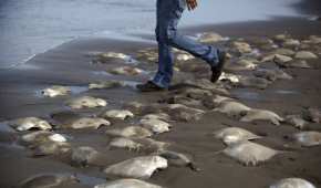 En días pasados encontraron ejemplares de mantarrayas muertos y sin aguijón