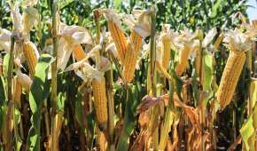 Legisladores estadounidenses consideran que México tiene "políticas discriminatorias", por prohibir el maíz transgénico