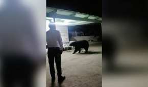 Los asistentes dejaron que el oso comiera en una fiesta en Monterrey