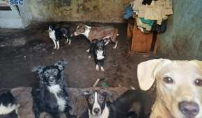 Los perritos que se encontraban con vida fueron trasladados a las instalaciones del Centro de Control Canino 'Luis Pasteur'