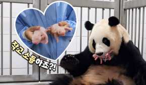 Las pequeñas pandas, del tamaño de la palma de la mano, nacieron el 7 de julio