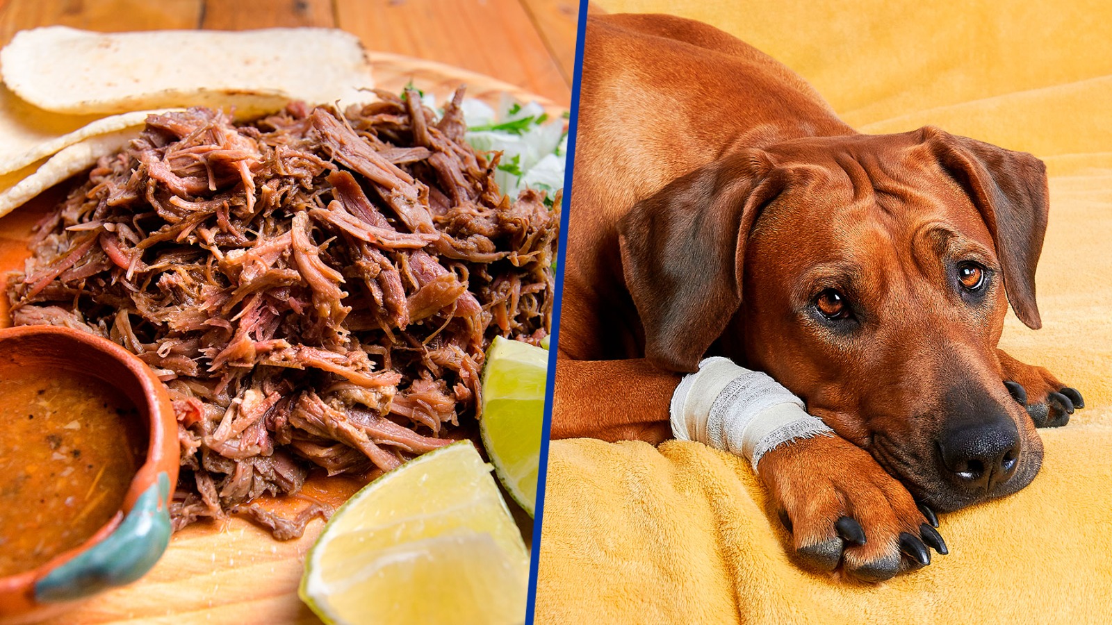 Cómo saber si estoy comiendo carne de perro?