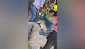 Los dueños de la cervecería encontraron al puma dentro de su negocio