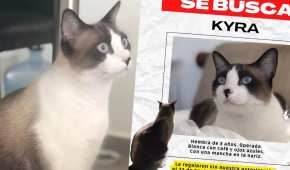 Es una gatita de 3 años, operada, blanca con café y ojos azules.