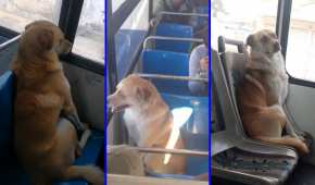 El perrito viajaba sentado como cualquier otro pasajero