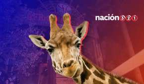 La jirafa que causó conmoción en todos los mexicanos podrá recibirlos en Puebla