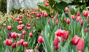 Los tulipanes rojos son los más pedidos en esta fecha