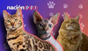 En la foto gatos de las razas bengalí, esfinge y coon de maine