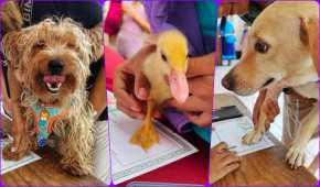 Las mascotas firmaron con su patita los papeles