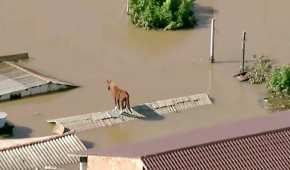 Un caballo fue rescatado y adoptado luego del desastre natural