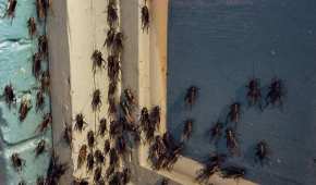 Los habitantes de Nevada se quejan de los insectos