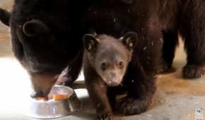 El pequeño oso se encuentra en cuarentena y en compañía de su madre