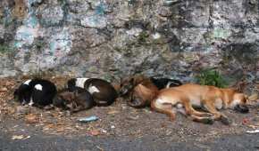 Turquía enfrenta un serio problema con la población de perros de calle