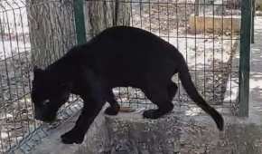 El Parque Zoológico del Centenario resguardará a la Panthera onca macho