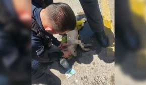 Policías intentaron reanimar al cachorro, pero sus signos vitales esaban muy débiles