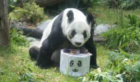 Este 30 de junio de 2024, la panda gigante que llega a sus 34 años de existencia