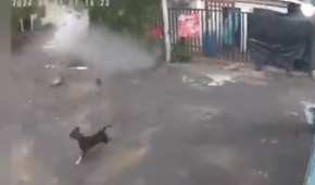 Las cámaras de videovigilancia captaron el momento en que casi es aplastado un perro
