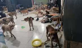 Rescataron a más de 200 perritos que corrían riesgo por las lluvias