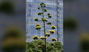 La planta tiene presencia en el parque de Tokio desde 1960