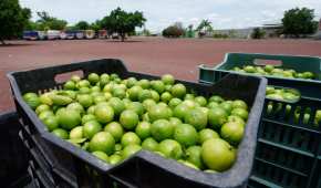 Células delictivas cobran un impuesto ilegales a los limoneros, para permitirles la comercialización