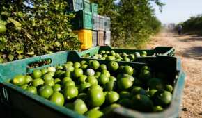 Limoneros cerraron indefinidamente la comercialización, por motivos de inseguridad